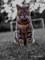 /album/animaux/chat-nb-jpg/